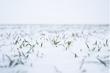 Close up green young sprouts of, a Nature Photo by volodymyrshtun13795