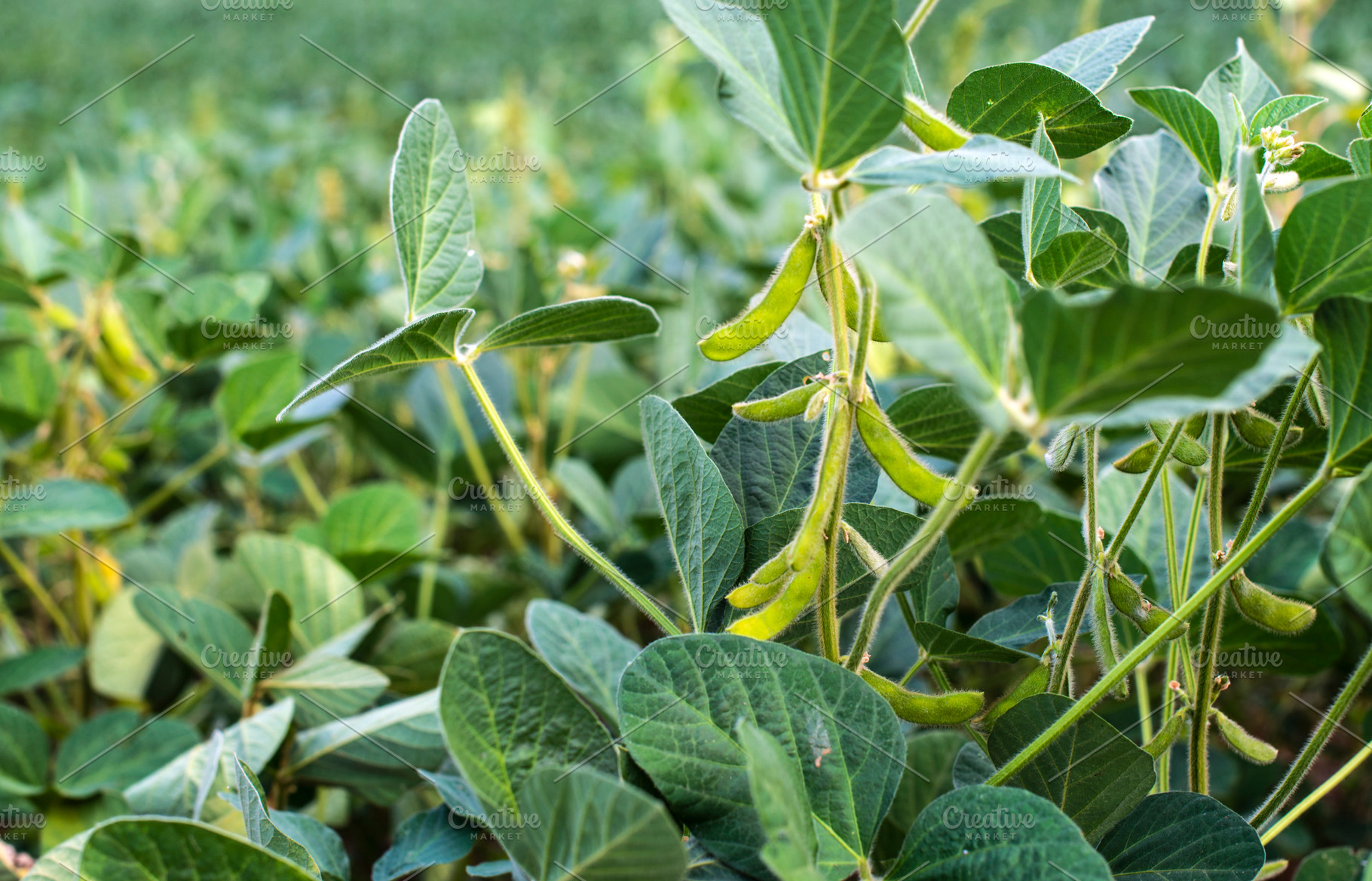 Edamame soybean plantation featuring edamame, soybeans, and fresh soybeans, a Food & Drink Photo by Deyan Georgiev