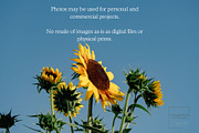 Sunflower Field Sky Background, a Background Photo by CreatingYOU.®, Lori Rice (Thumbnail 3 of 3)