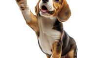 120+ Dog white background Bundle, an Animal Photo by Virgo Studio (Thumbnail 8 of 12)