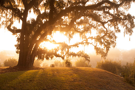 Spanish moss containing spanish moss, georgia, and sunrise tree