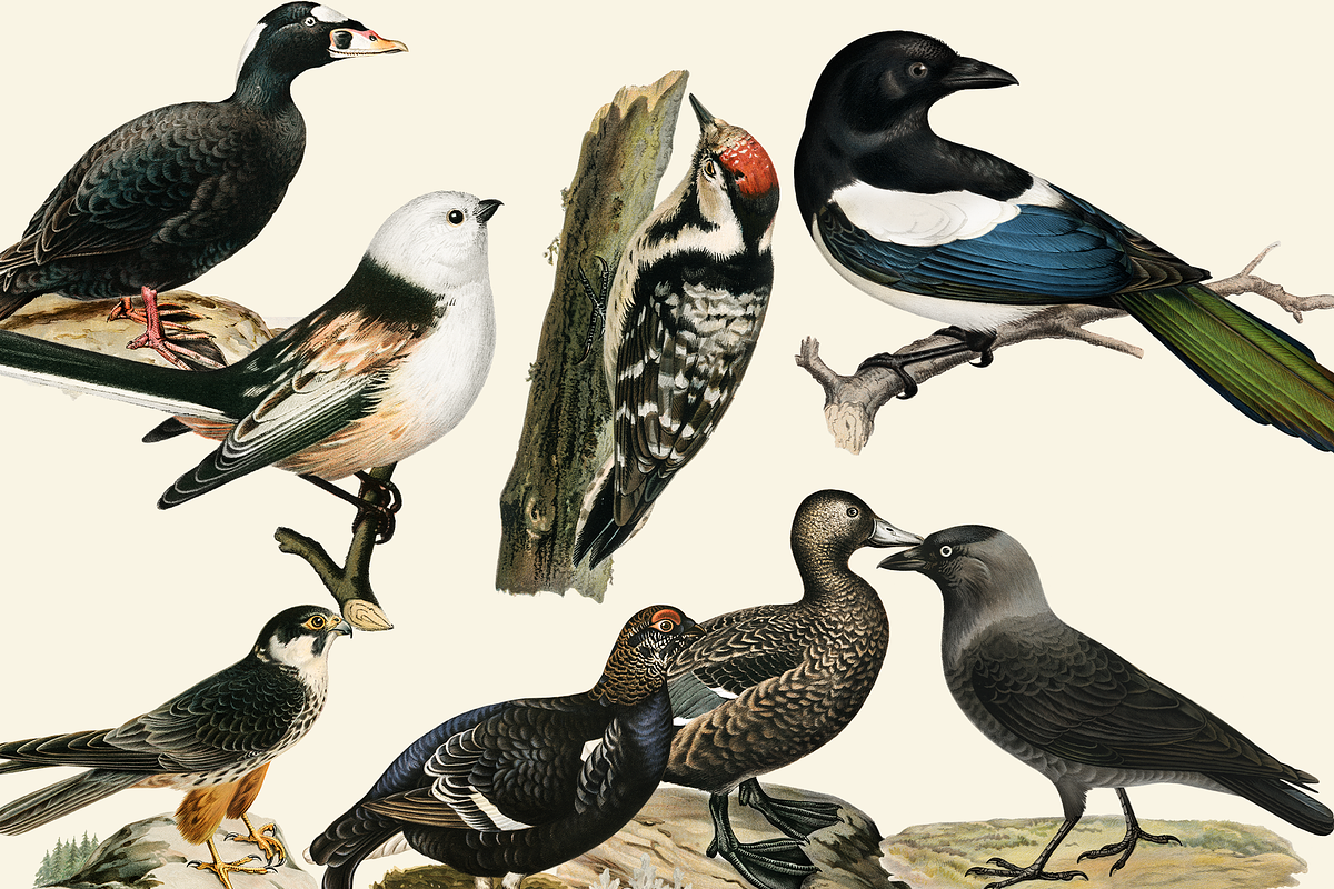 Black Birds Collection, an Animal Illustration by Lilithcollageart (Photo 6 of 7)