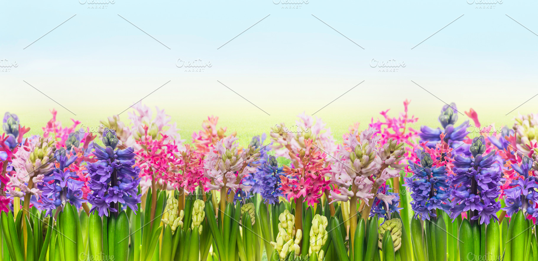 Blooming of hyacinths flowers, a Nature Photo by VICUSCHKA