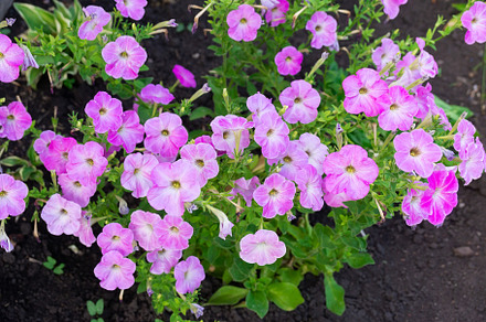 Close up of a flower border with col, a Nature Photo by AlexBush