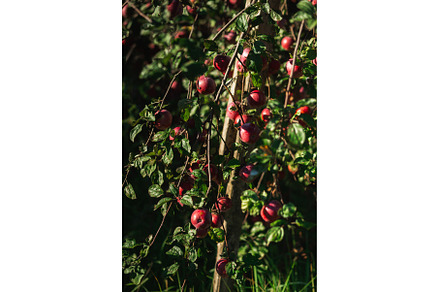 Ripe red apples Orlik on a green