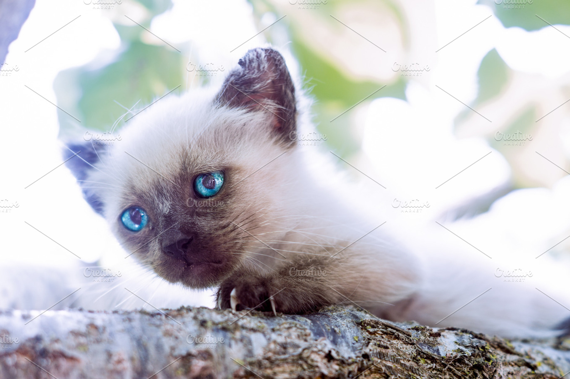 Kitty on a branch tree., an Animal Photo by bluevan
