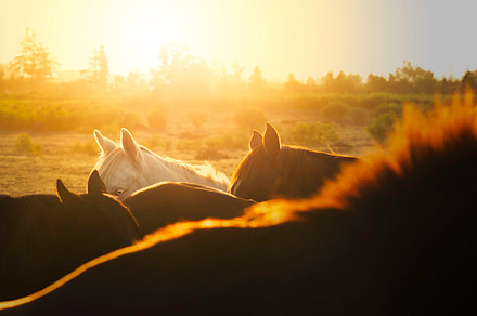 Horses Feeding preview 3