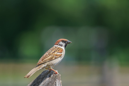 closeup of a House sparrow standing, an Animal Photo by AlexBush