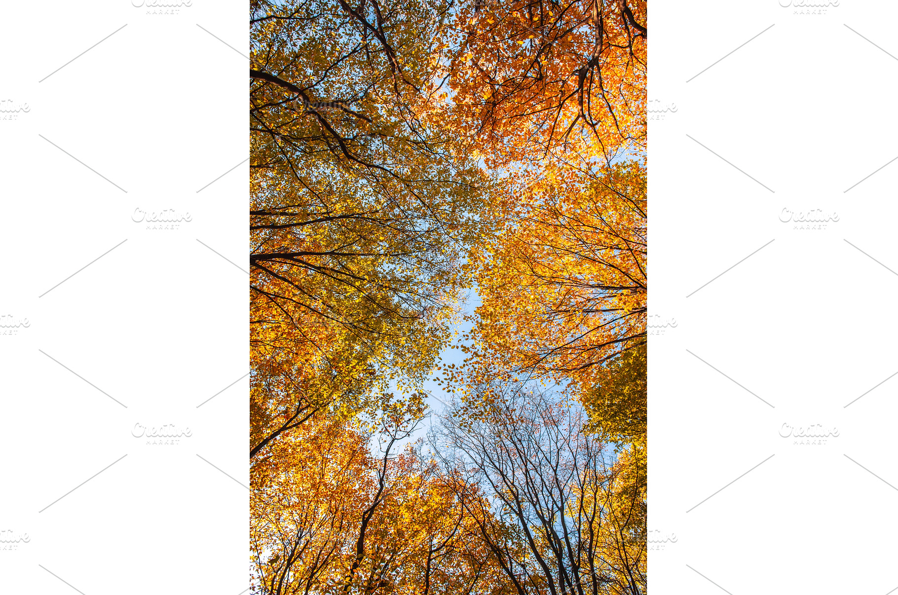 Yellow autumn leaves against clear, a Nature Photo by Nature and travel
