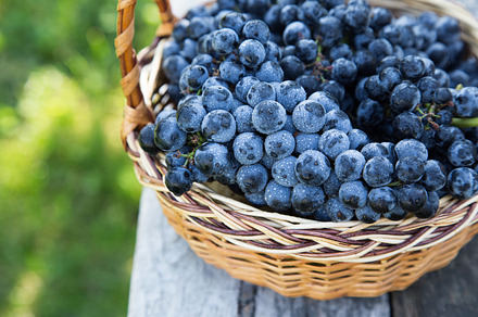 Red wine grapes dark grapes stock photo containing agriculture and autumn, a Food & Drink Photo by Ivanna