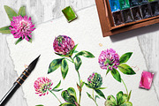 SUMMER CLOVER Watercolor Wildflowers, an Illustration by Inna Sinano (Thumbnail 15 of 17)