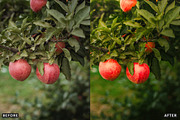 Golden Apple Orchard Presets, a Preset Add-On by AAA Presets (Thumbnail 8 of 14)