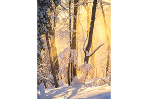 Fairy snowy forest in fog in, a Nature Photo by den-belitsky