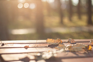 Dried leaves fallen 2