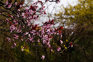 Close-up of blooming pink cherry blossoms during spring in Denmark countryside, a Photo by AS photostudio