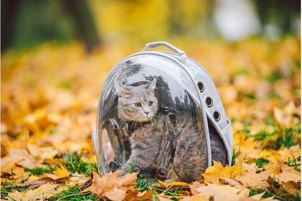 Gray cat in a transparent backpack