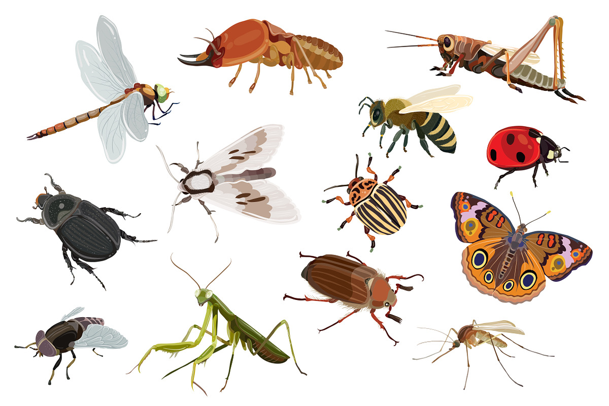 Insects vector set, an Object Illustration by Kopirin (Photo 2 of 2)