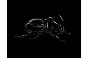 Portrait Of A Rhinoceros Beetle