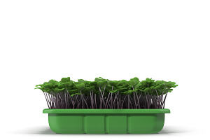 Seedlings Tray 2