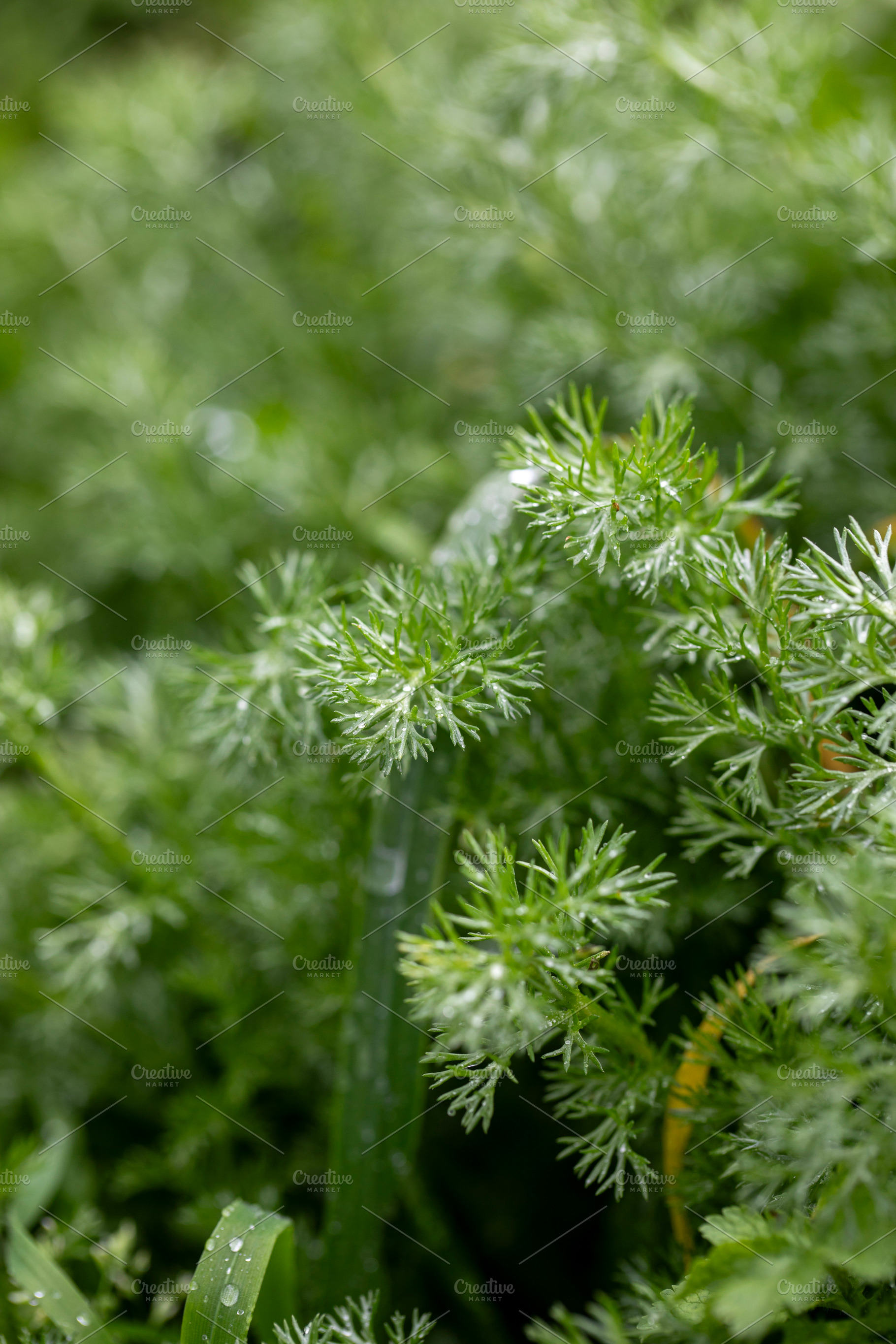 Green macro shot of lush vegetation with fine details, a Nature Photo by OSORIOartist