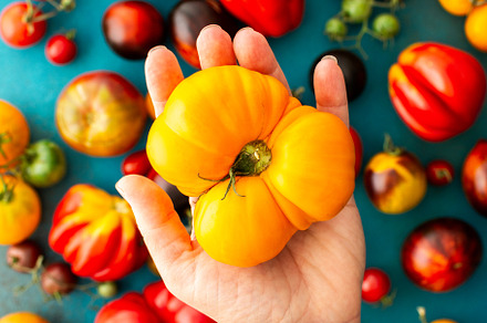 A woman's hand holding tomato, a Food & Drink Photo by Pandateam