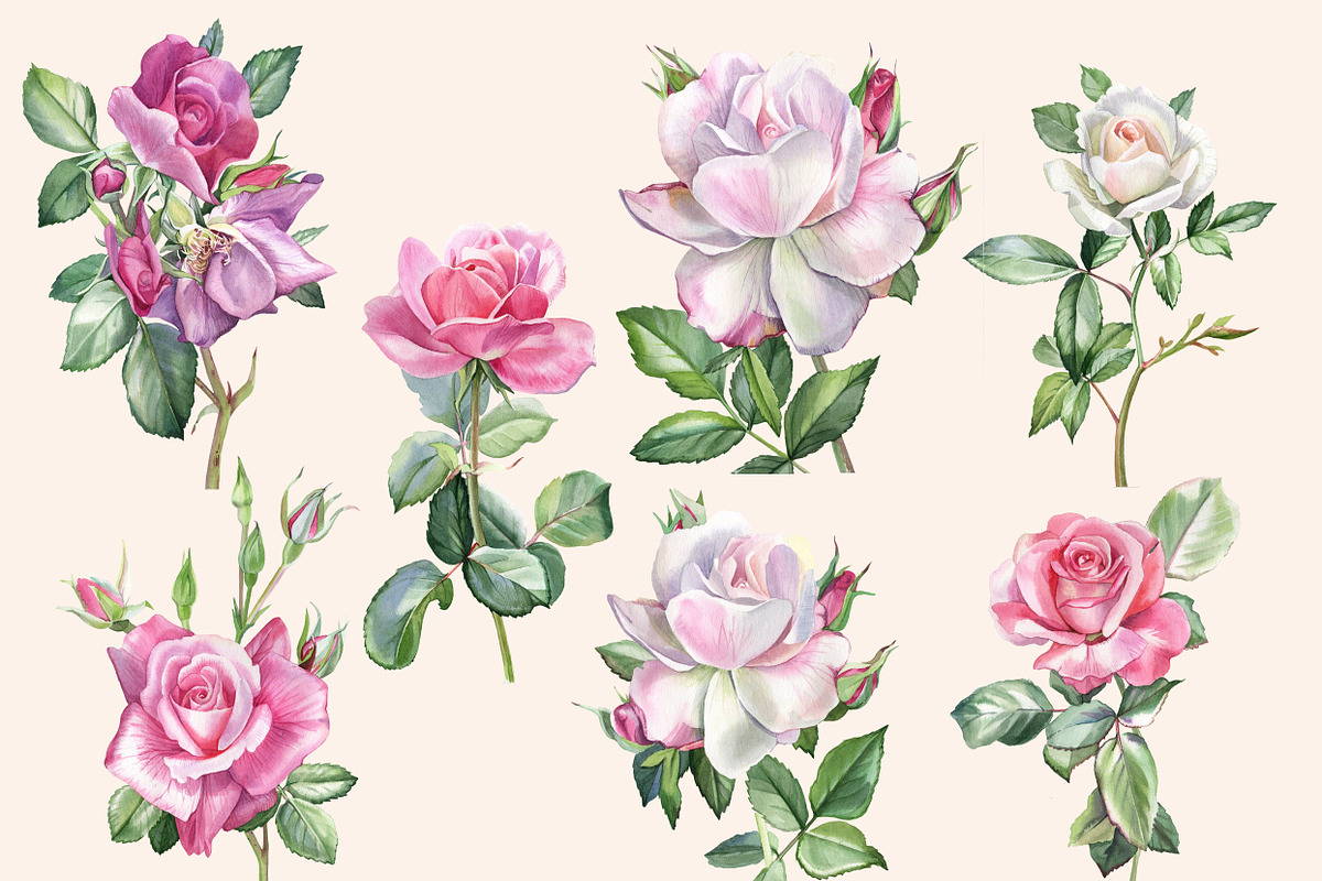 Watercolor roses, an Illustration by My art shop (Photo 2 of 2)