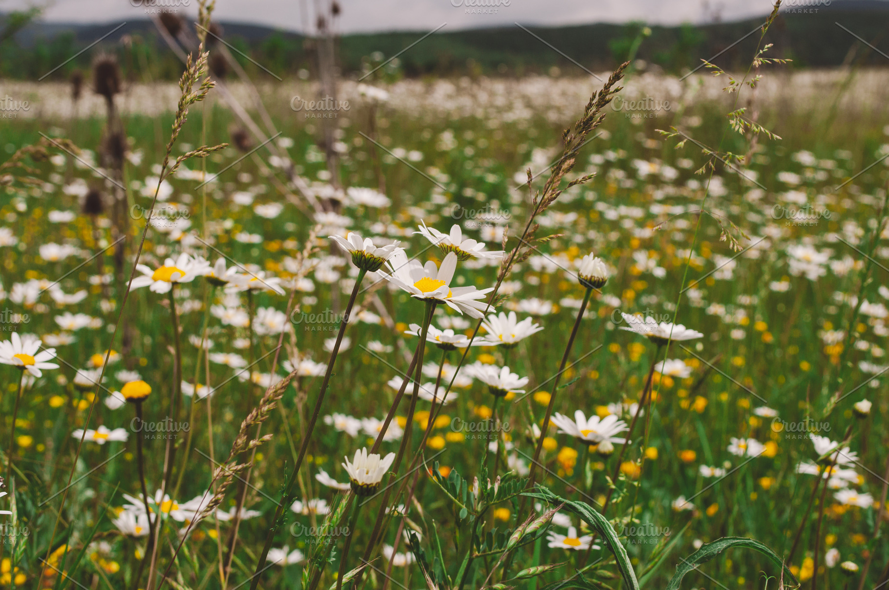 Wild field with white daisies and green grass on a summer day, a Nature Photo by ndanko
