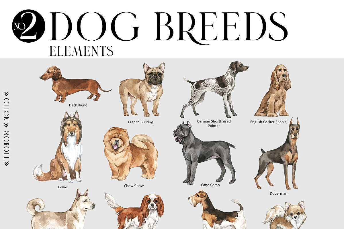 DOG BREEDS Encyclopedia, an Animal Illustration by Anastezia Luneva (Photo 3 of 13)