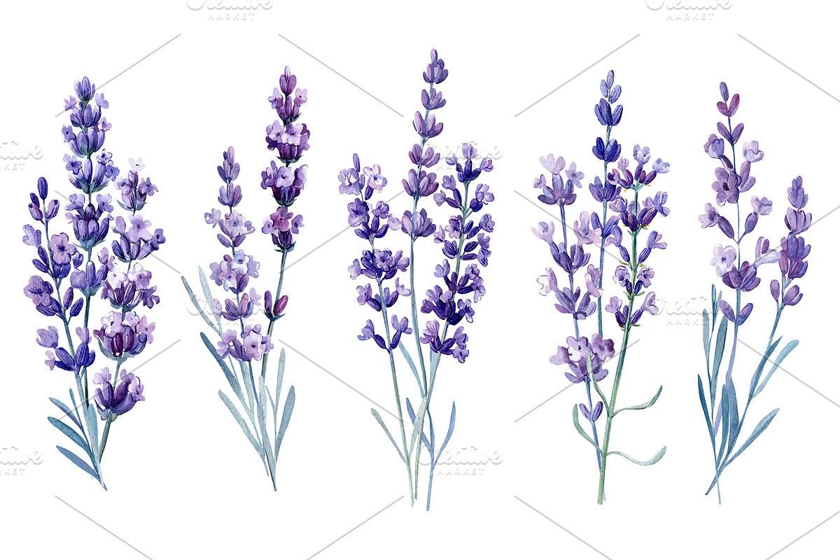 Lavender flowers watercolor, clipart, a Food Illustration by Hanna Hryharenka (Photo 6 of 17)