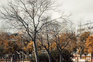 Bare trees in park, autumn scenery, a Nature Photo by SkyNext