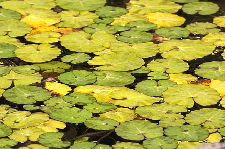 Lotus Flowers With Leaves preview 6