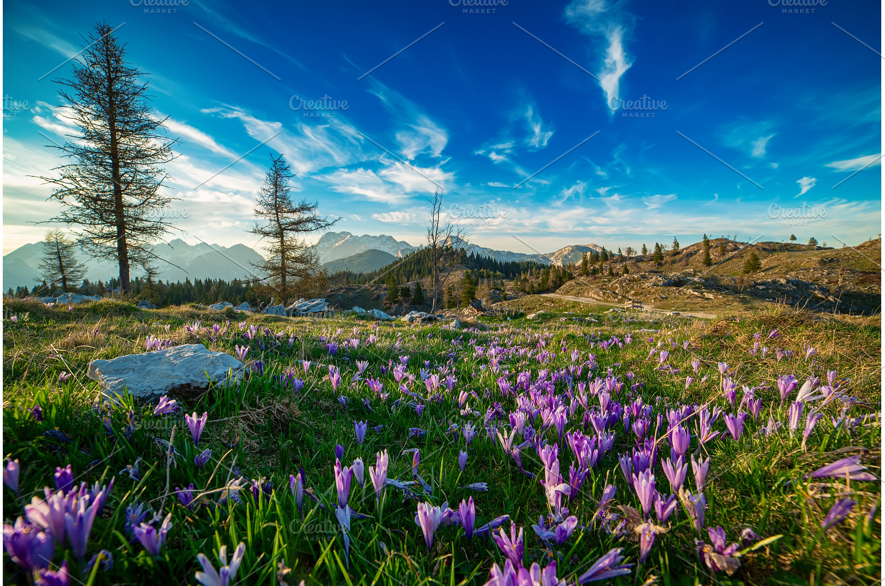 Spring crocus flowers in the green, a Nature Photo by Nature and travel