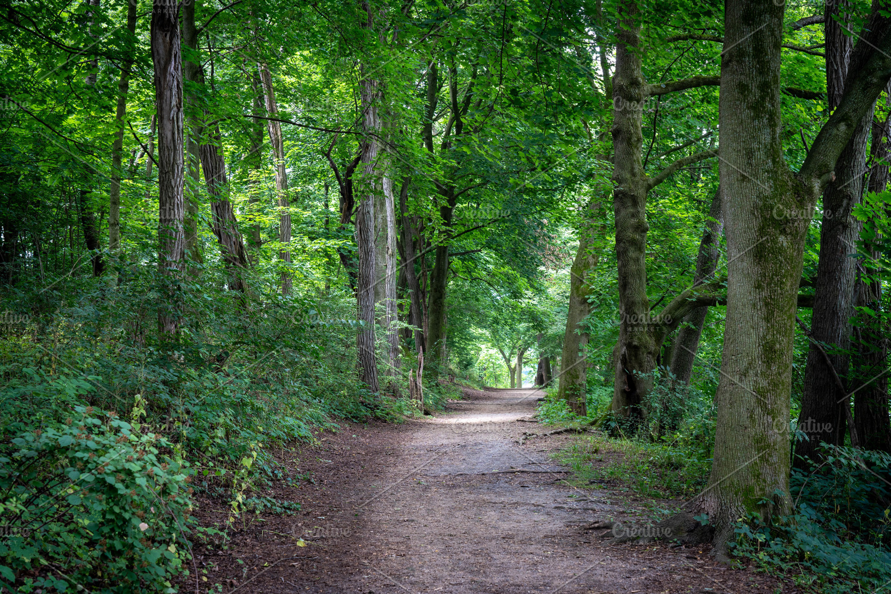 Dirt Pathway in the Forest, a Photo by Clinton Weaver