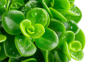 Fresh micro-green seedlings are, a Nature Photo by ZinetroN