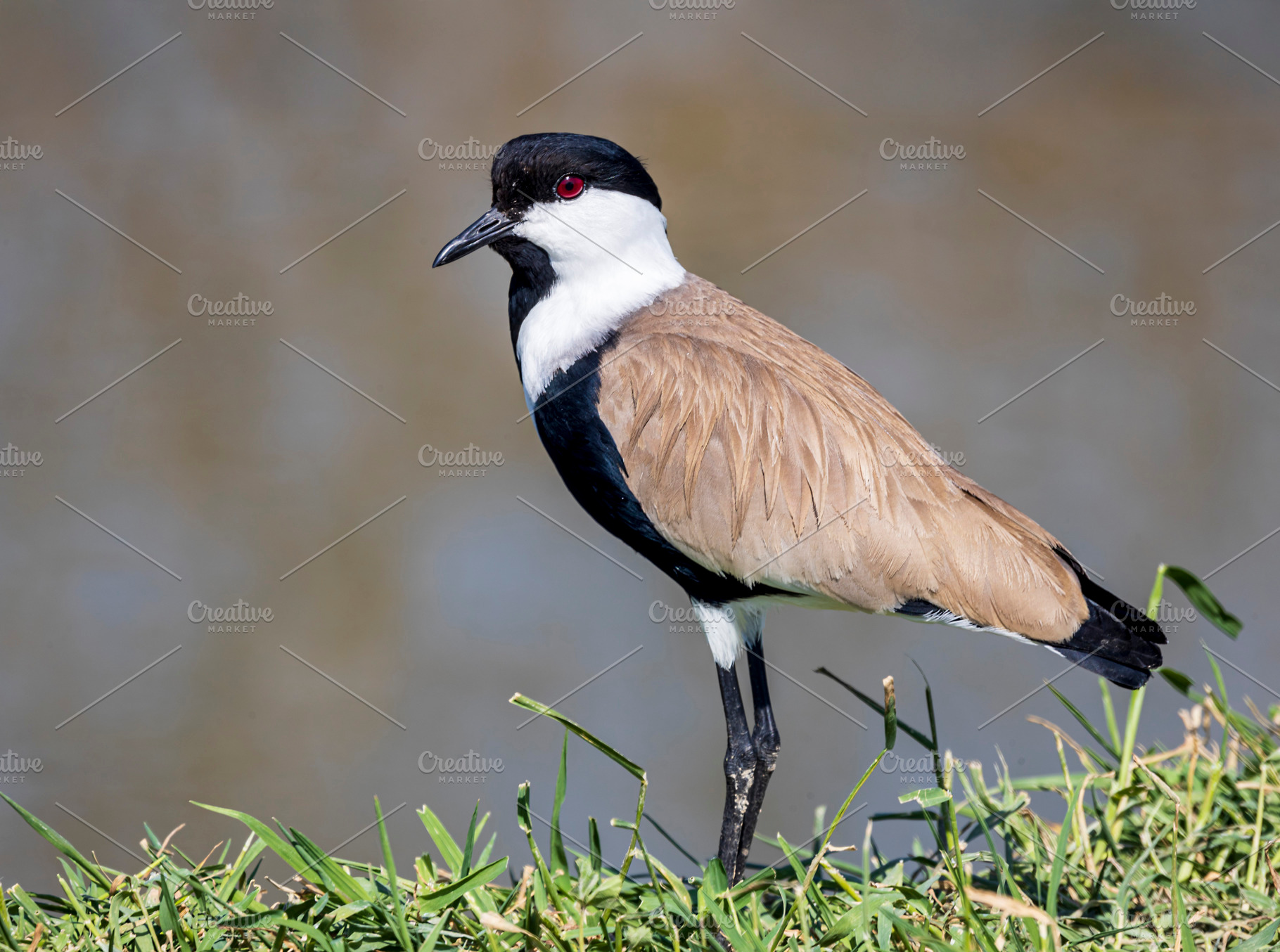 Spur-winged Lapwing, an Animal Photo by Imaginarium