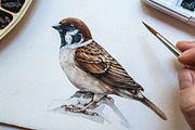 Forest Birds Watercolor Set, an Animal Illustration by AnitaPol (Thumbnail 18 of 26)