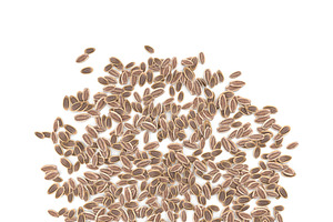 Dill Seeds V1