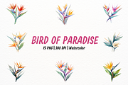Exotic Watercolor Bird of Paradise, a Decorative Illustration by New-School-Wave (Thumbnail 1 of 5)