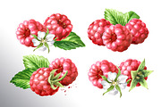 Summer Raspberries. Watercolor set, a Food Illustration by Daria Ustiugova (Thumbnail 4 of 26)