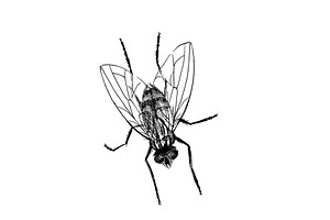 Houseflies Vector Illustration