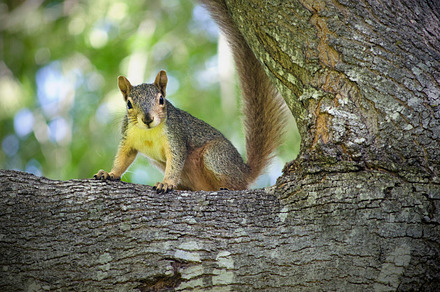 Curious squirrel stock picture
