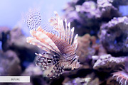 Underwater Photography Presets, a Plug-in Add-On by FixThePhoto (Thumbnail 22 of 32)