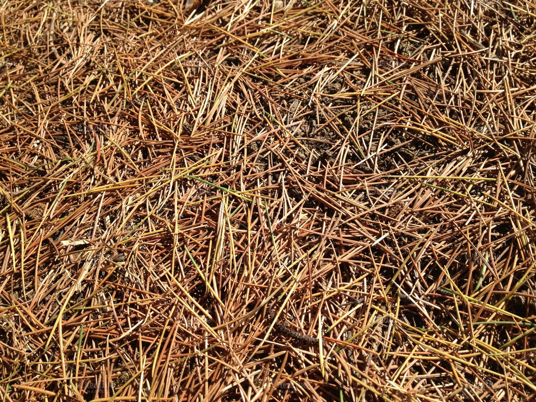 Fallen Pine Needles Texture