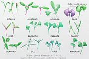 Microgreens sprouted seeds clipart, a Food Illustration by Ksenia Shmakova (Thumbnail 2 of 8)