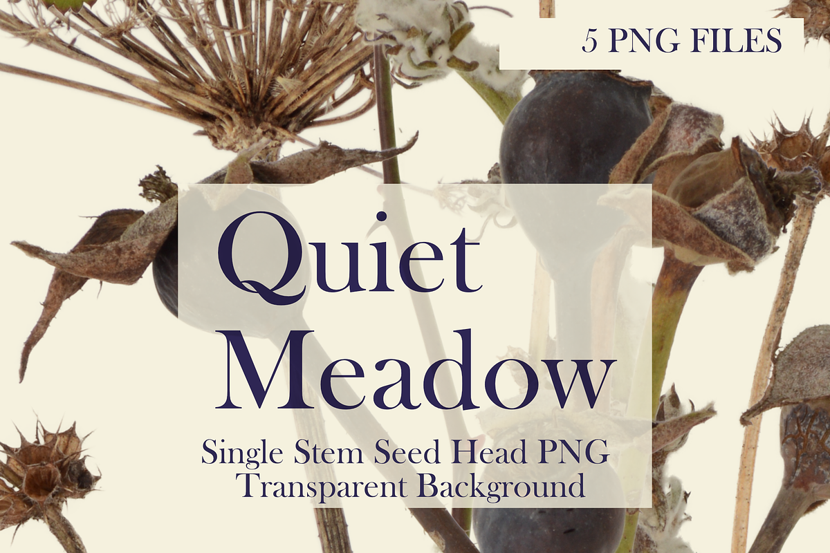 Quiet Meadow — Single Stem Seed Head, an Object Graphic by Aga Silva (Photo 4 of 4)