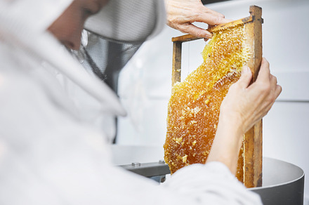 Honeycomb, beekeeper and bee farming inspection for organic food industry, product nutrition and bees agriculture maintenance. Honey, beekeeping farmer and small business for beeswax production, a Photo by Peopleimages.com