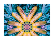 Muit Co · Retro Fruit Mandalas, a Food Illustration by milatovar (Thumbnail 8 of 22)