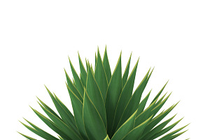 Agave