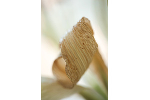 Textured Elegance: Dried Lily Leaf's, a Nature Photo by Rohan Photography