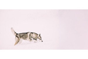 Young Husky Dog Sniffing Outdoor In, an Animal Photo by Our Amazing World